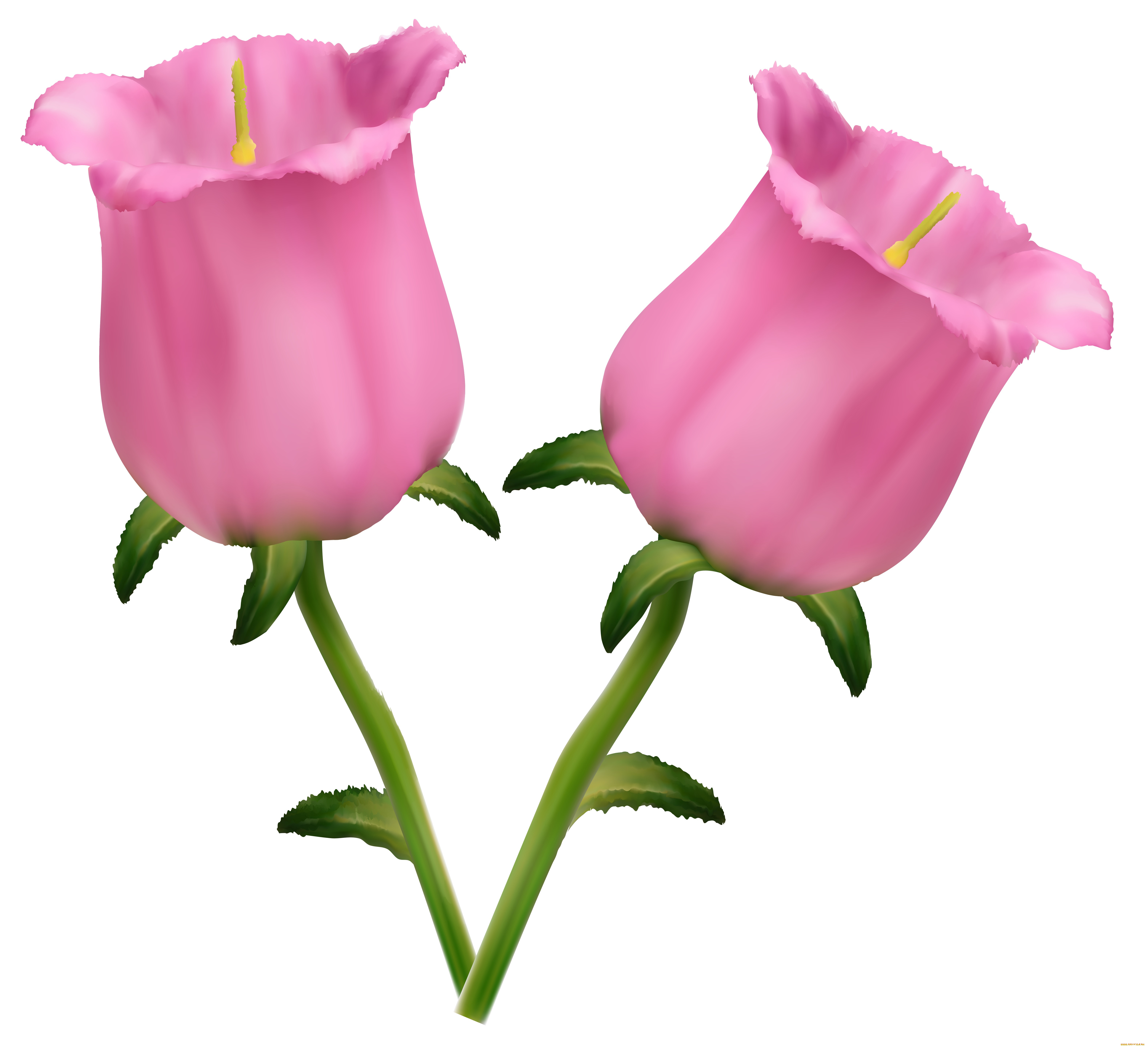  ,  , flowers, , , 